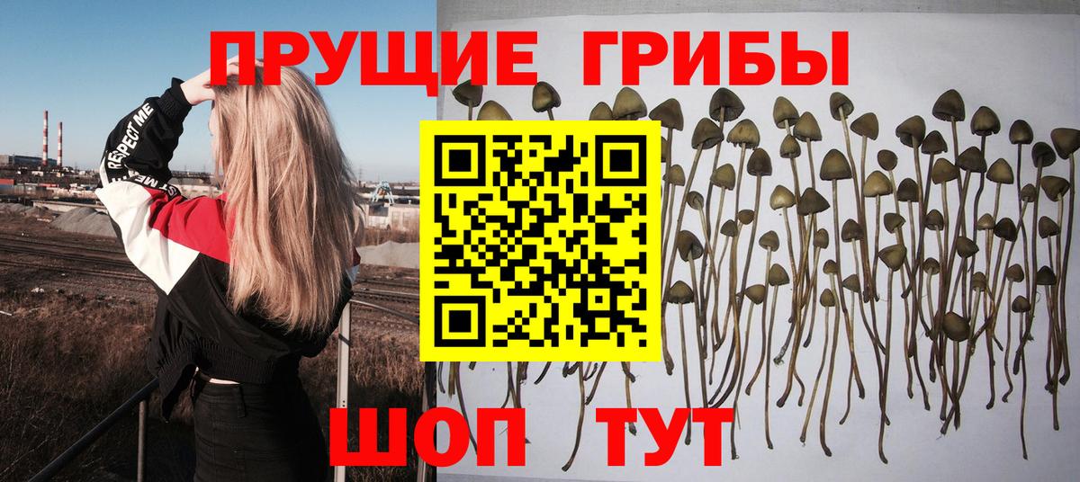 Галлюциногенные грибы Magic Shrooms  Псилоцибиновые грибы Psilocybe  Вход с VPN  Ессентуки 